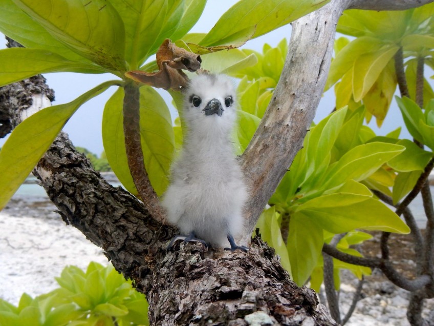 White fern chick