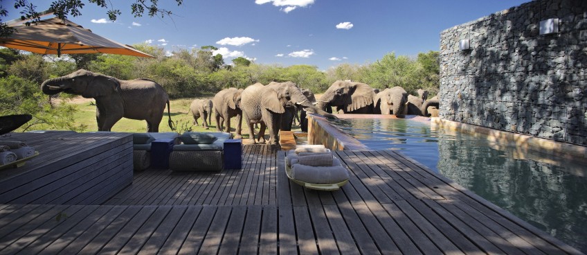 Phinda Homestead 2013-148.1