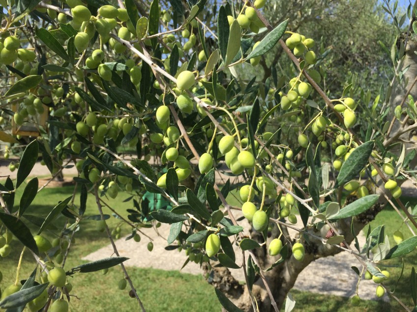 Magna Grecia Farm