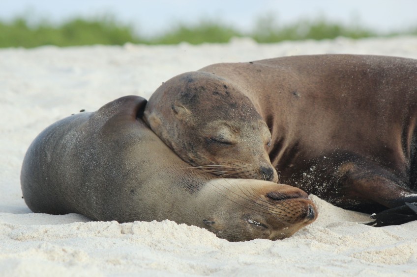Galapagos Islands